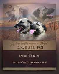 Kangal miot Aren& Bahir hodowla D.K.BUBU FCI