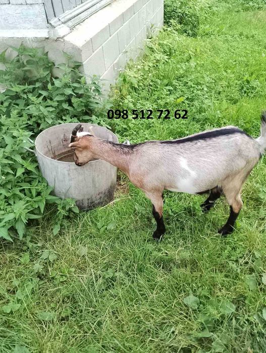 Мол.кізонька 1200