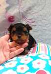 Śliczny piesek Yorkshire Terrier .