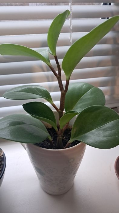 Пеперомия туполистная (Peperomia obtusifolia).