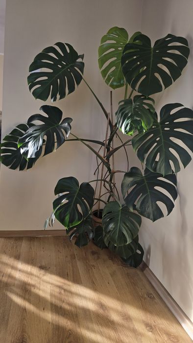 Piękny duży kwiat żywa Monstera dziurawa deliciosa wysoka 150 cm duże