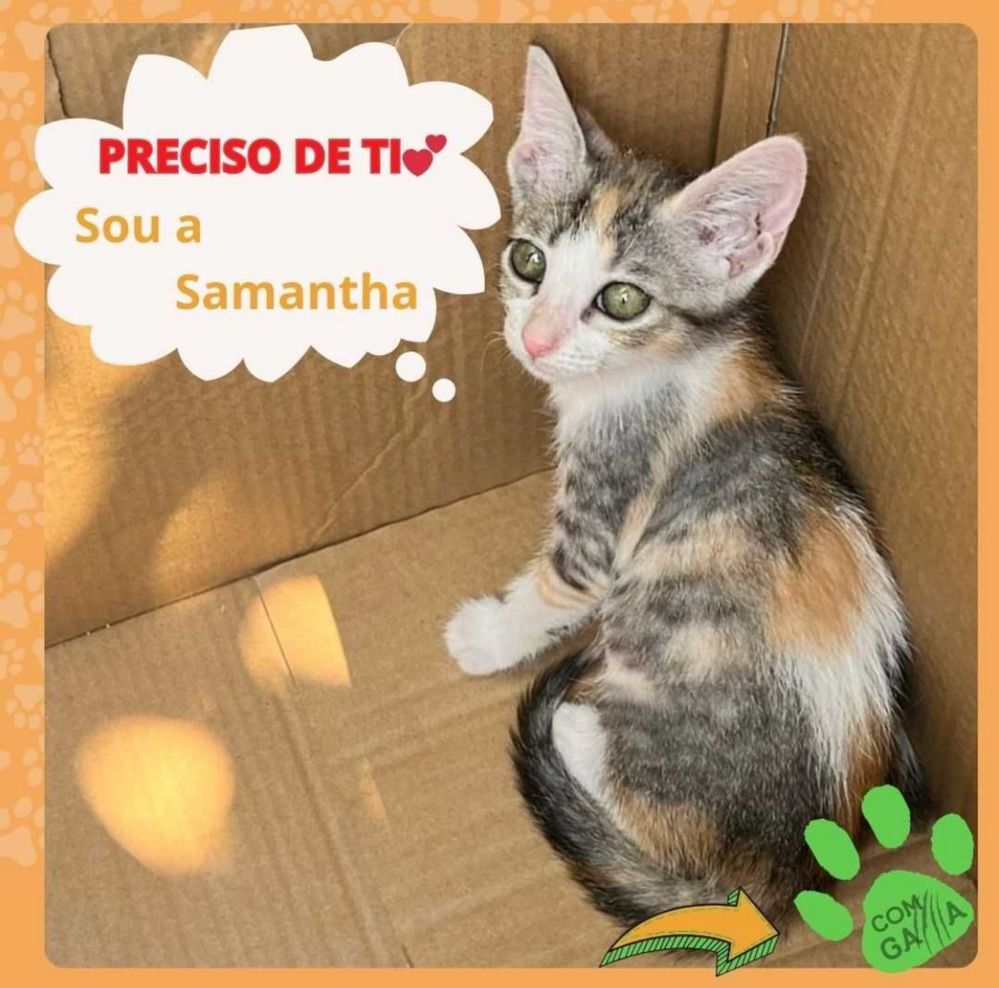 Gatinhos para adoção