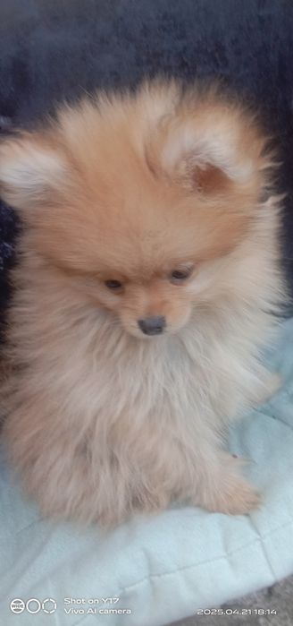 Дівчатка .Померанський шпіц.