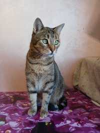 Крупный полосатый кот Нафаня, 3 года, кастрирован