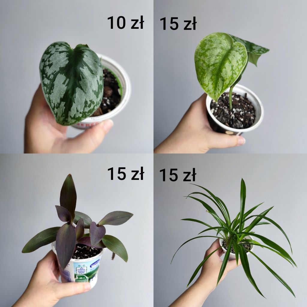 Koleus, filodendron, scindapsus, epipremnum i inne rośliny