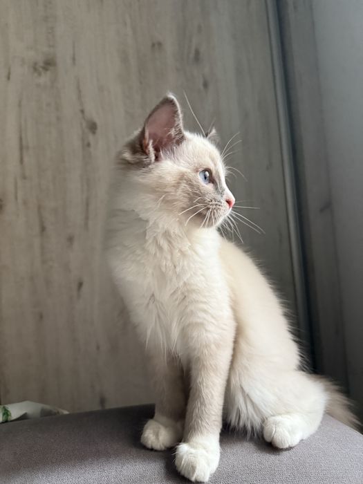Gotowy ragdoll kocurek nr3 legalna hodowla