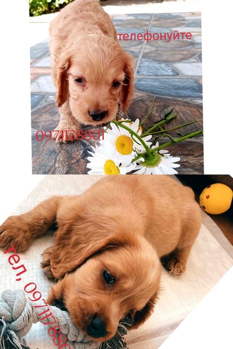 Мисливська порода собак- Англійські чистокровні кокер-спанієлі