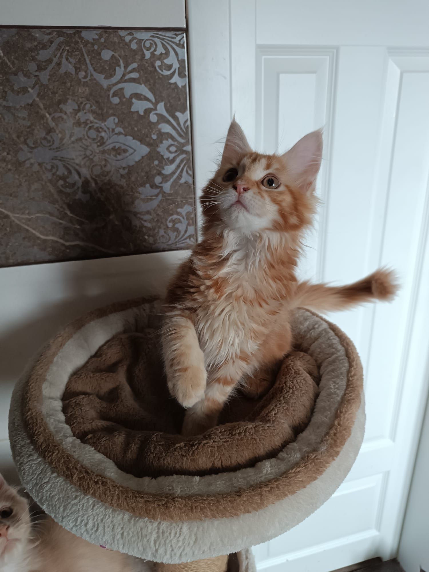 Maine coon FPL.Koteczka,,kot rasowy GOTOWA DO ODBIORU