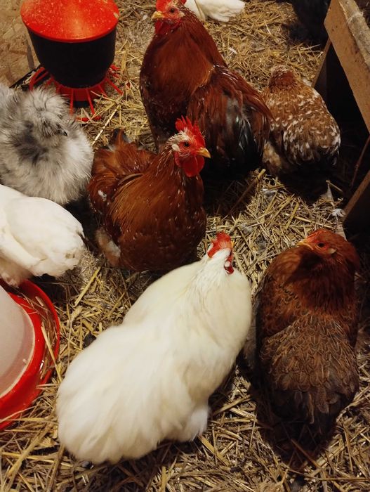 Koguty kochin miniaturowy