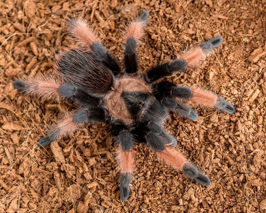 Паук птицеед для новичков Brachypelma Emilia