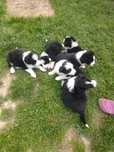 Sprzedam psy rasy Border Collie