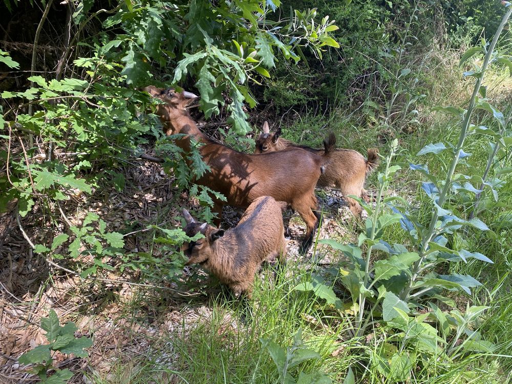 Cabras anas de estimacao