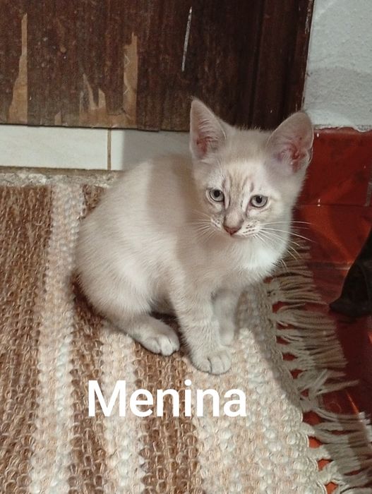 Gatos para adopção responsável