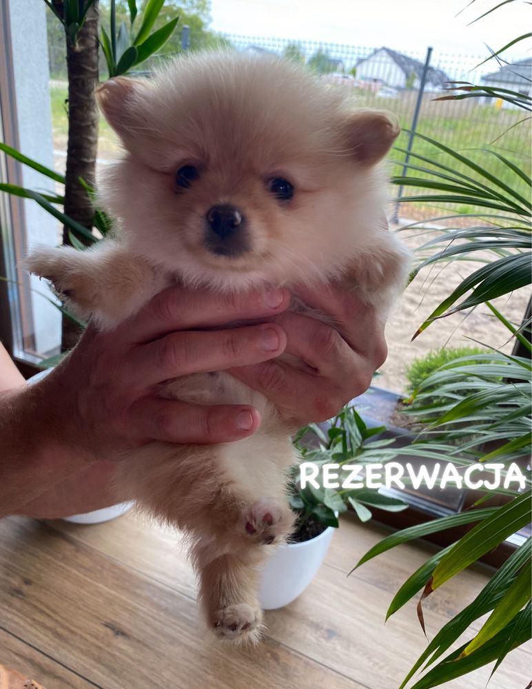 szpic miniaturowy pomeranian