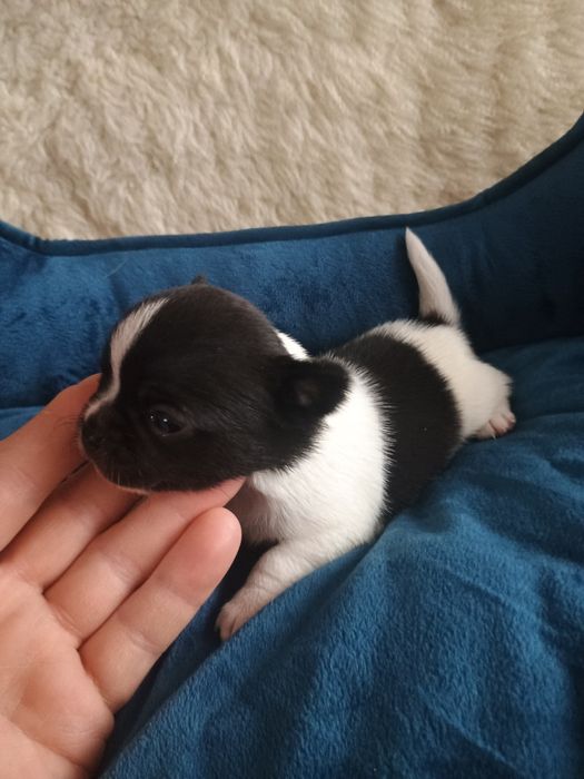 Chihuahua piękna dziewczynka