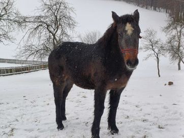 Klacz źrebica szpaczka siwa