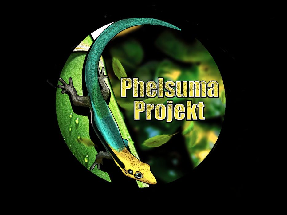 Gekon płaczący lepidodactylus lugubris jaszczurka płaczek