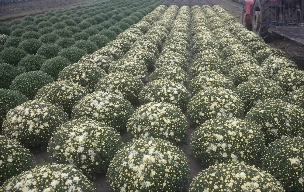 Chryzantemy Drobnokwiatowe Hurt