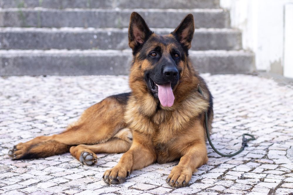 Cachorro Pastor Alemão