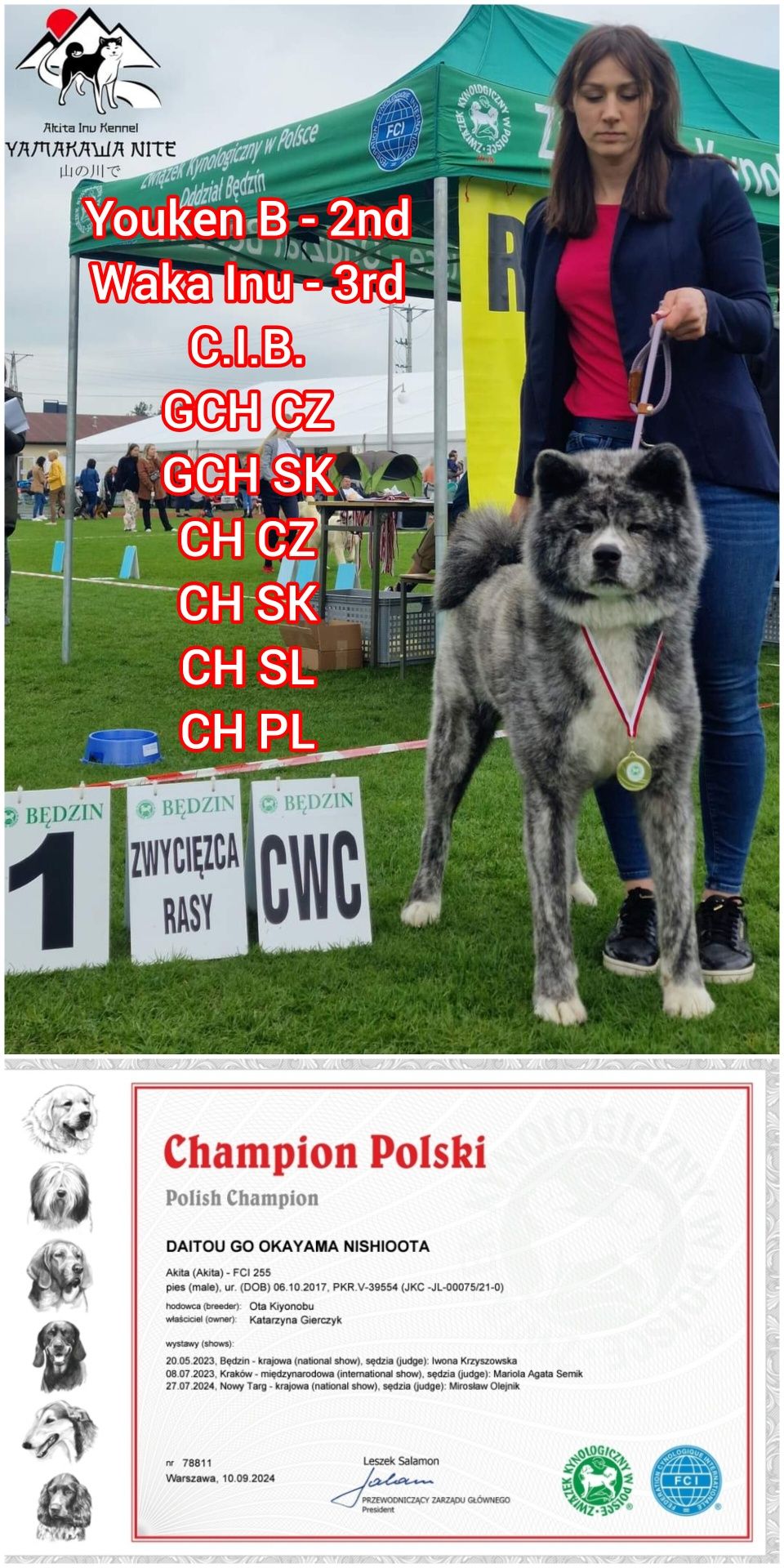 Akita Inu (japońska) piesek LC, ZKwP / FCI & AKIHO