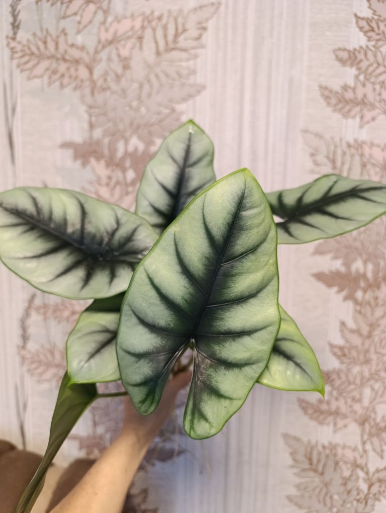 Алоказия Reversa