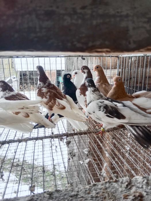 Gołębie zamojskie!!!