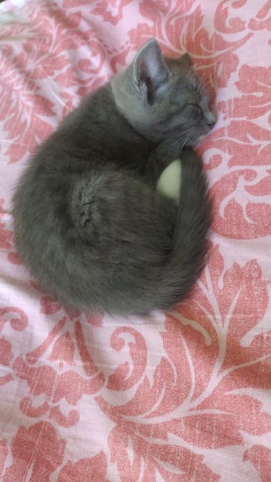 Кошеня попеляста дівчинка 3 міс гарнюня