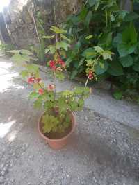 Plantas   de graselha  vermelho