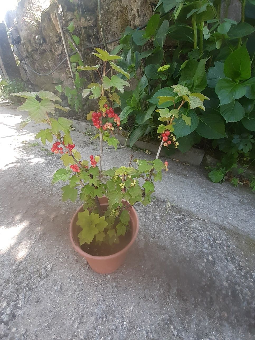 Plantas   de graselha  vermelho