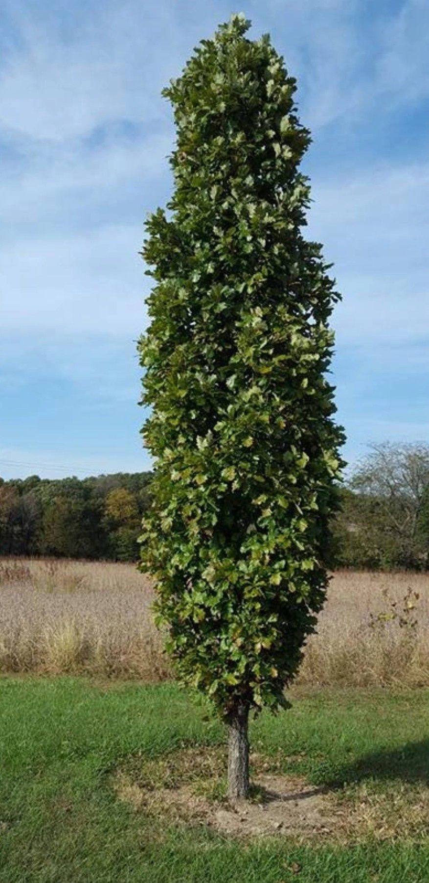 Dąb Błotny Kolumnowy Green Pillar