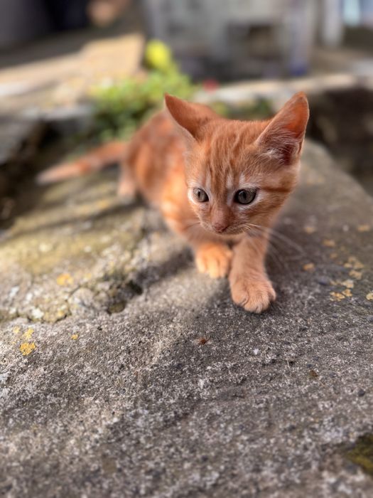 Gato com 3 meses
