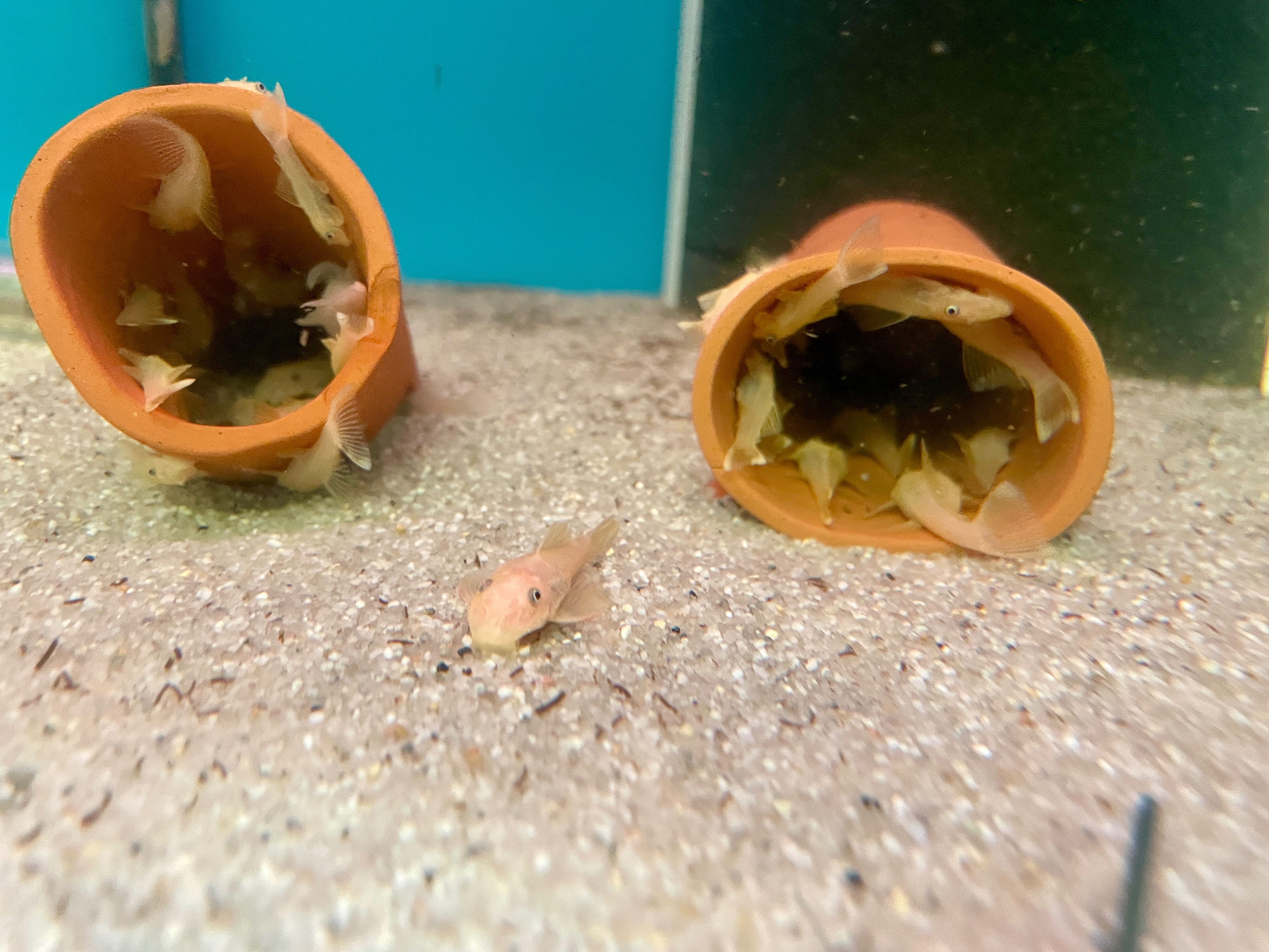 Ancistrus - L144 - Golden Blue eyes - Standard Fin