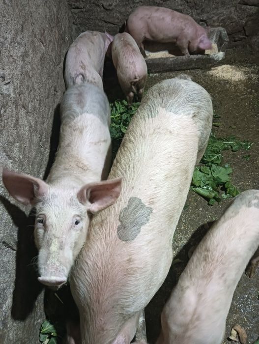 Vendo leitões boa raça