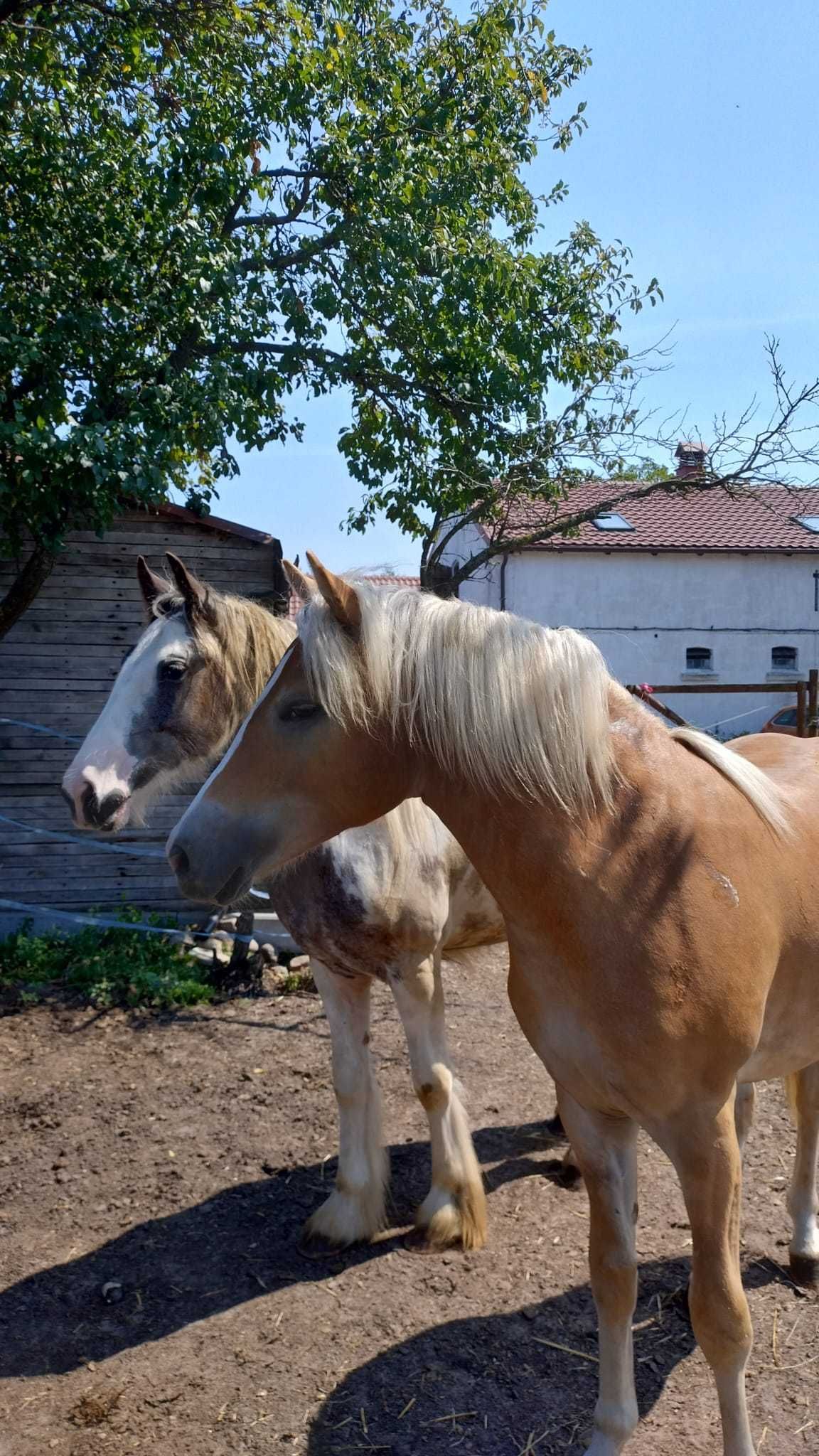 Konie hafljnger gypsy irish cob redukcja stada