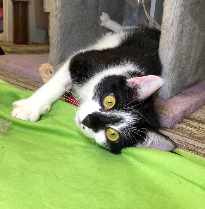 Яркий, красивый молоденький котик Лапка, около года