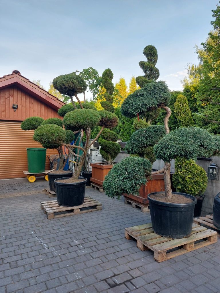 Bonsai Niwaki rośliny formowane