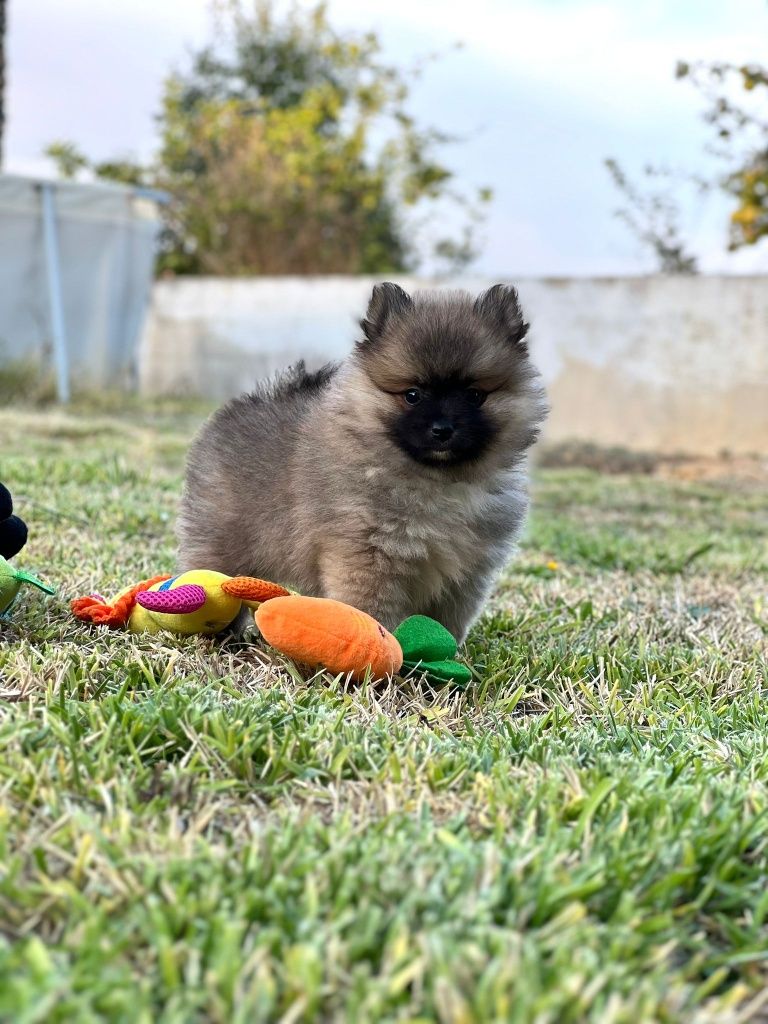 Lulu da Pomerânia menino Miniatura
