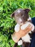 Border Collie macho chocolate olhos claros