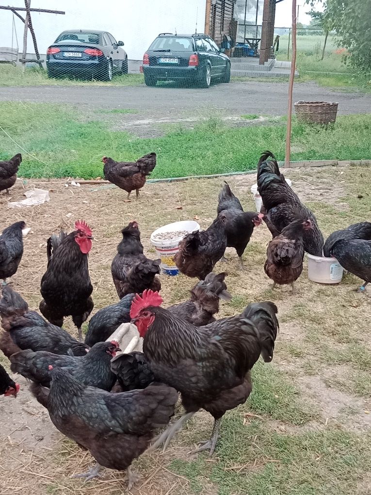 Jaja lęgowe kur Australorp cena 5 zł