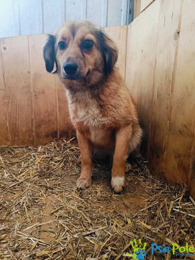 Delikatna i wrażliwa CASSI szuka przytulnego domu na zawsze!