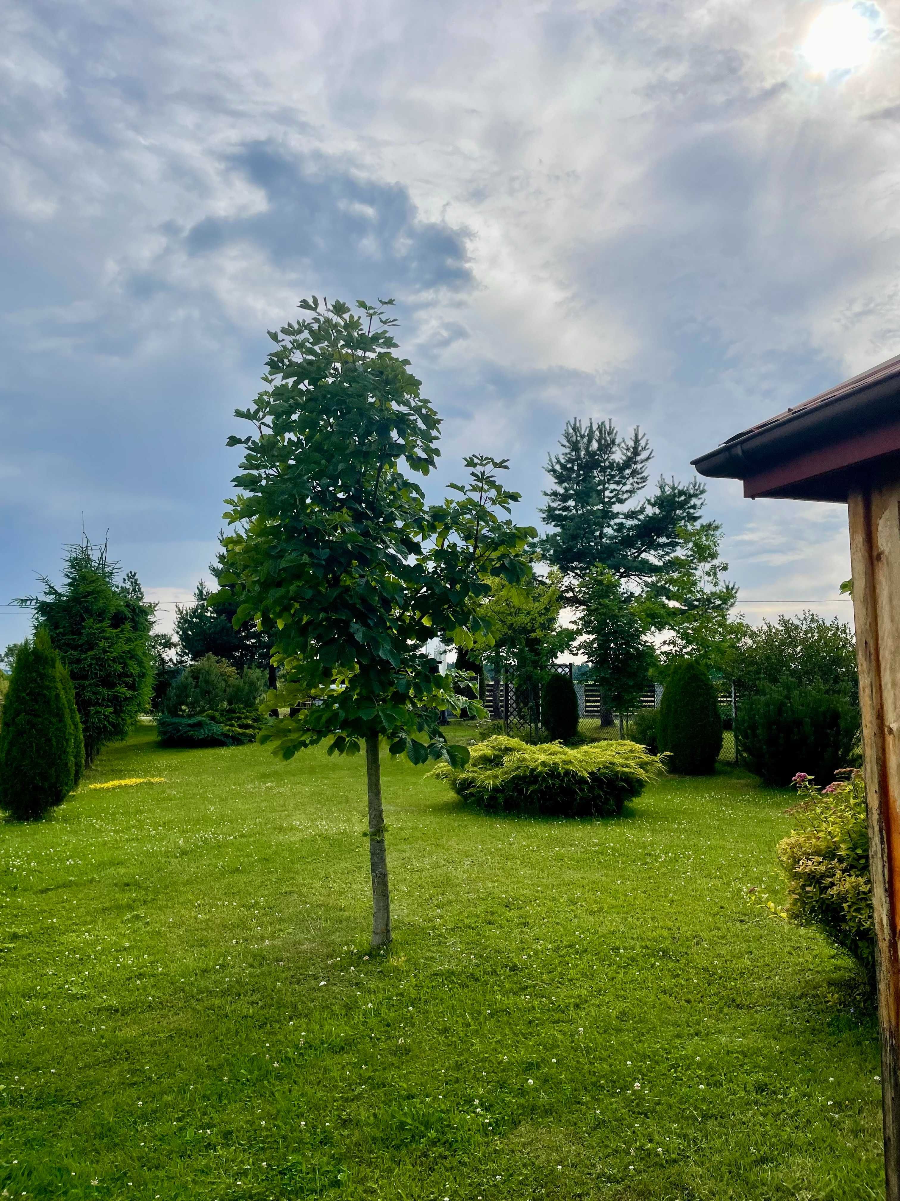 Dom całoroczny w Dębnie Podhalańskim z widokiem na Tatry i Gorce