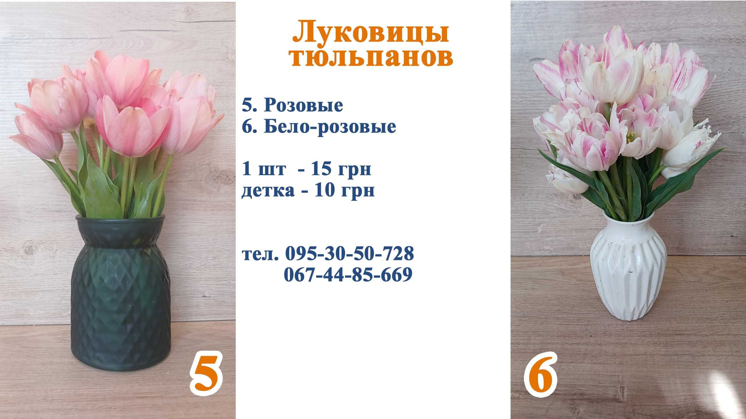 Продам цибулини тюльпанів