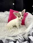 Chihuahua biało liliowa sunia krótkowłosa
