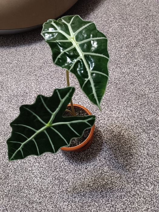 Продам алоказію Полли