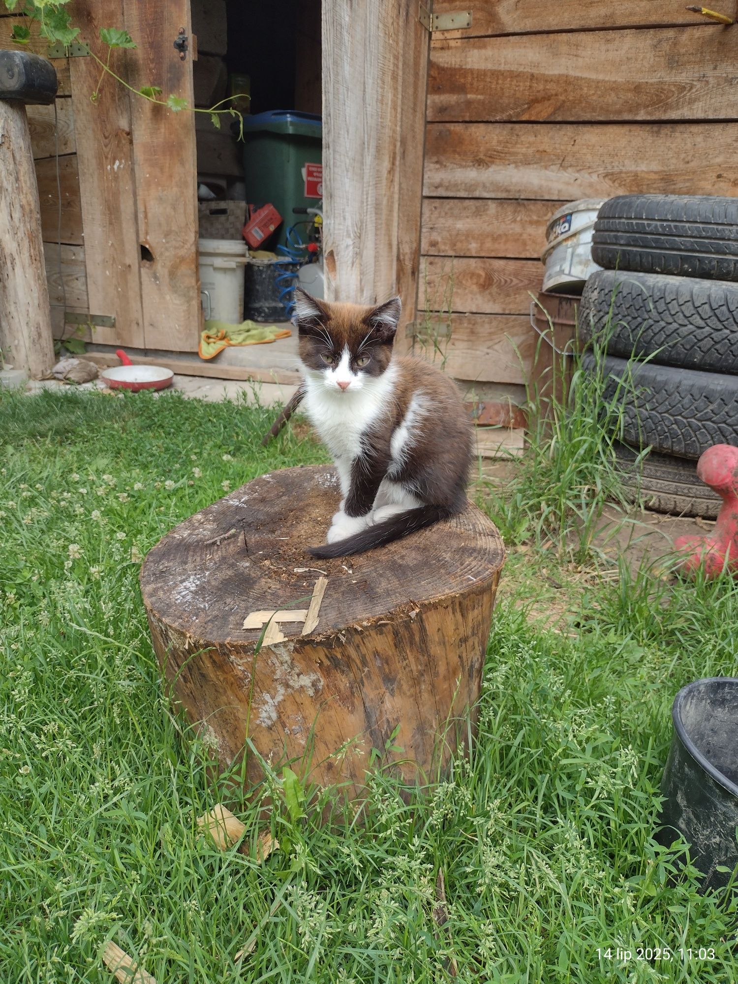 Oddam dwa kocury jedną kotkę