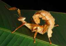 Straszyk australijski, Extatosoma tiaratum, straszyki, patyczak