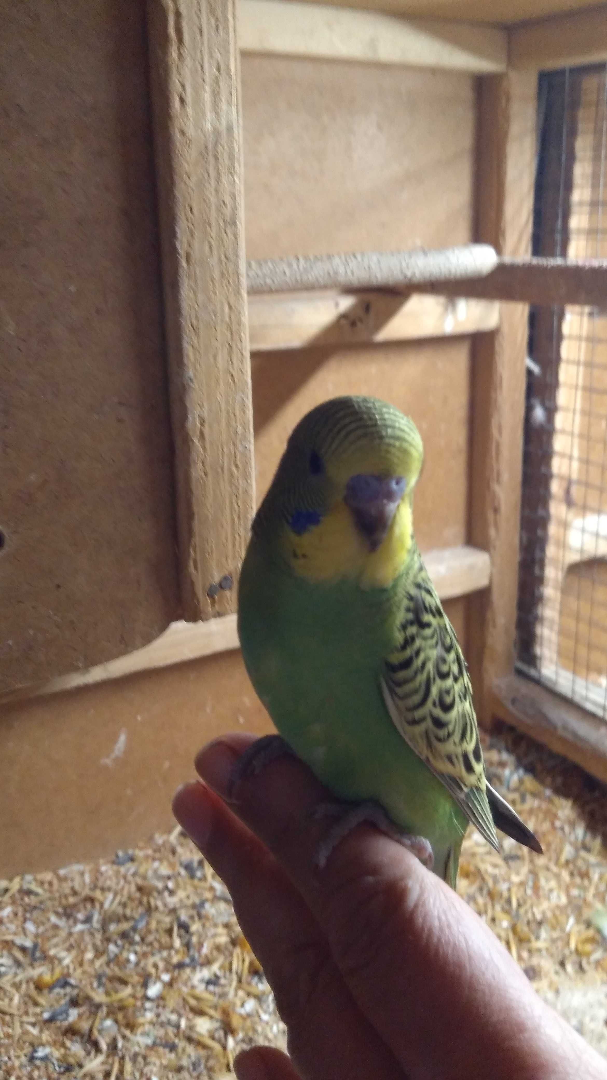 Зеленый ручной птенец волнистый попугай ( только из гнезда )