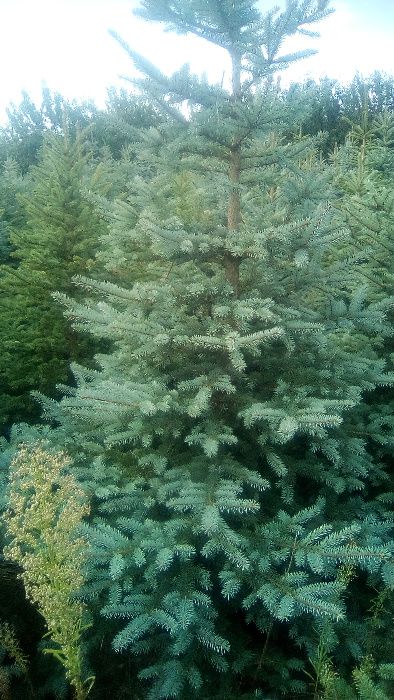 choinka, dowóz, świerk srebrny, pospolity, 1/2,5m