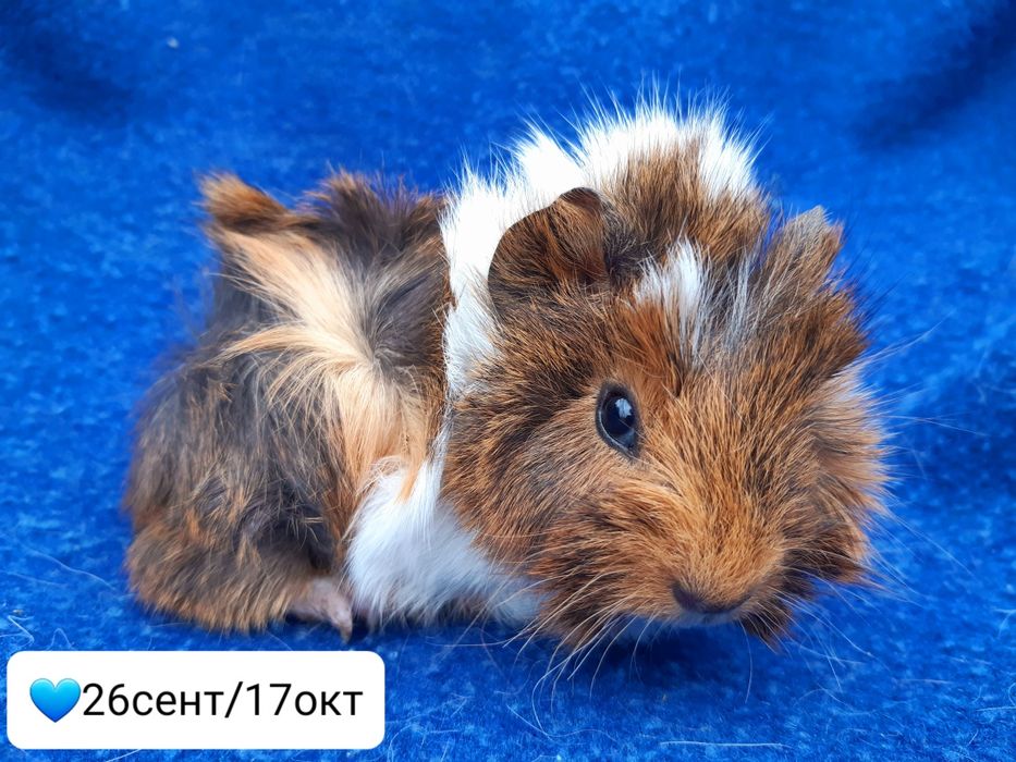 Морская свинка мальчик