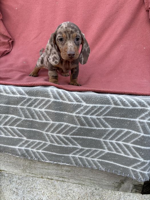 Teckel macho miniatura